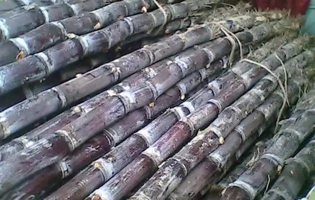 怀集的甘蔗开始大量上市啦你吃了没