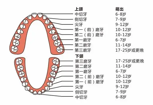 收藏!0-12岁宝宝牙齿问答大全