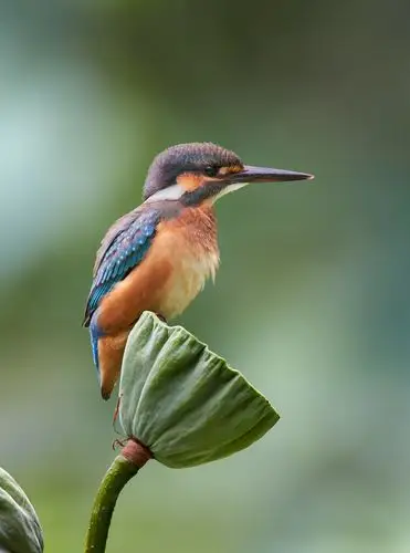 捕食小鱼的翠鸟