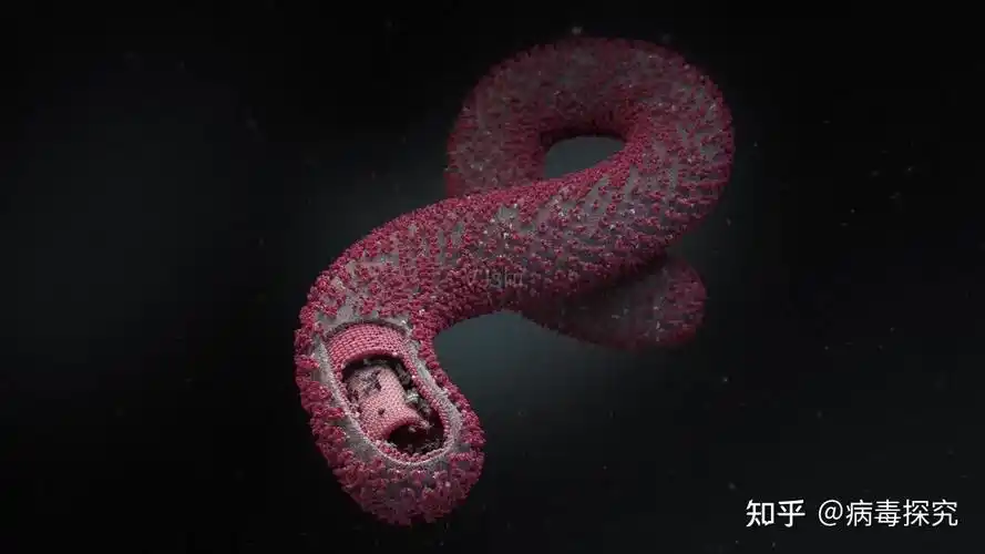 而且,比尔盖茨先生还通过超级电脑的模拟演算,推演了如果埃博拉病毒