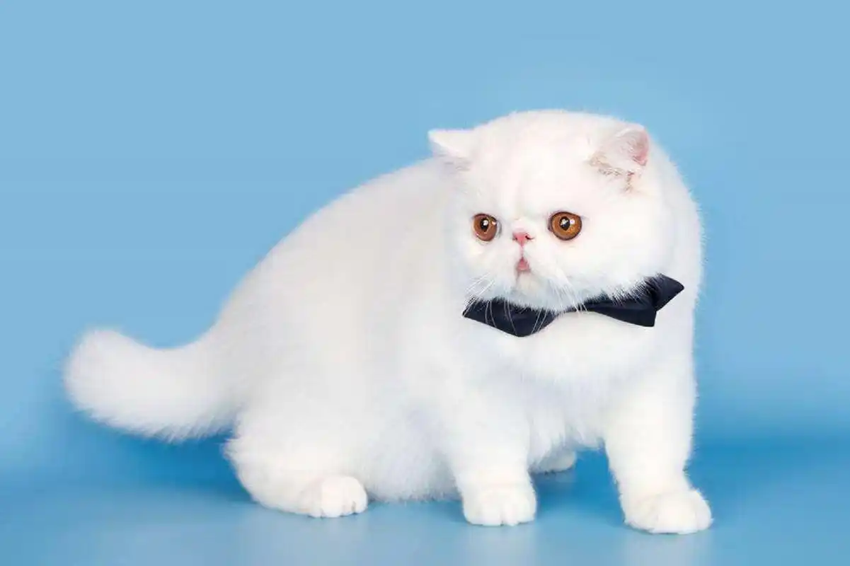 为什么现在养波斯猫的少-网易公开课