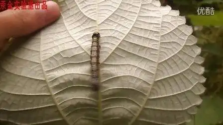 【汞金实验室】苎麻夜蛾幼虫生态