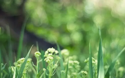 绿色护眼植物图片清新电脑桌面壁纸下载