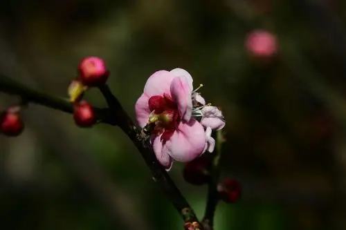虹口公园梅园里龙游梅刚开始开放,此花枝杆造型好看象龙在游的味道,因