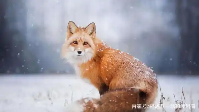 世界上可爱的十种小动物,坚持到最后的小伙伴会有惊奇发现