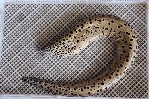 鳗鱼东山岛海鲜海深海鲜活石鳗鱼海鳗海水鳗鱼