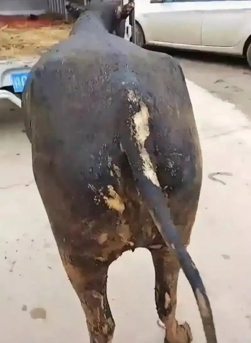 汶川地震的猪坚强虽然在多年以前就已经离开了我们,但是它的故事和