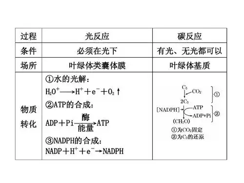 3能量之源——光与光合作用答案ppt 过程 条件 场所 碳反应 有光,无光