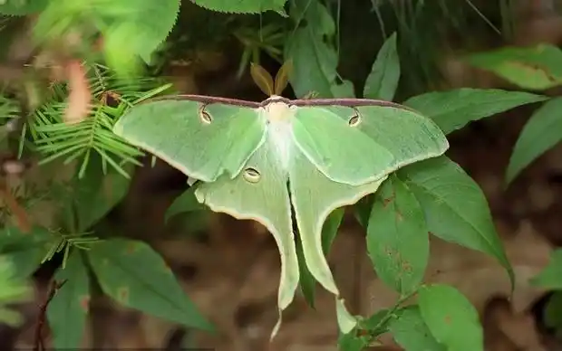 长尾水青娥长什么样子?这种动物成年后能有多大?