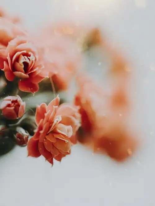 小清新花朵标志logo图片_小清新花朵素材_小清新花朵logo免费下载