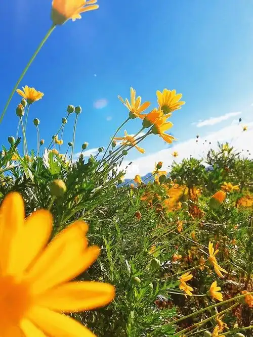 愿你的冬日和阳光一样温暖治愈系风景早安生活