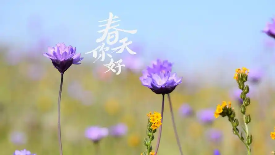 你好春天小清新淡雅风光