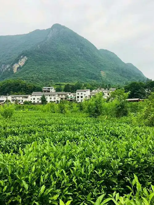 恩施白杨坪麂子渡避暑的好地方您值得体验