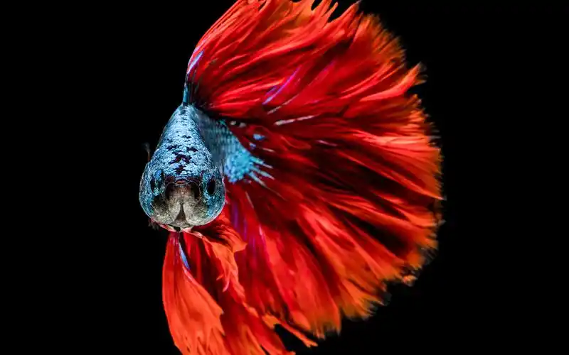 红尾巴鱼 壁纸