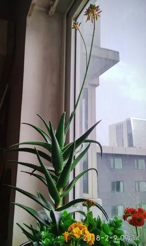 芦荟开花,惊到了本大妈!