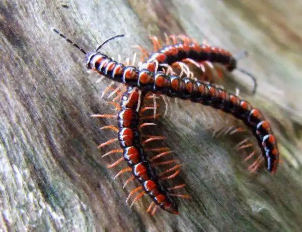 一种虫子腿很多,红黑相间,俗称马百岁