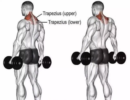 斜方肌怎么练/女生好看的大斜方肌图片