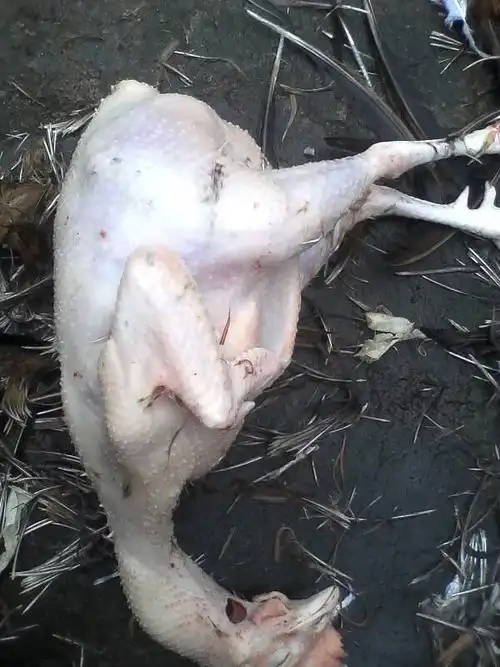 将鸡毛拔完了之后,整只鸡就变的不一样了.身体整个都变的不一样了.