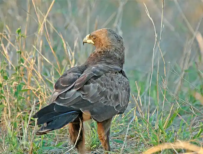 p>细嘴隼雕(学名: i>hieraaetus wahlbergi /i>):中型 a data-lemma