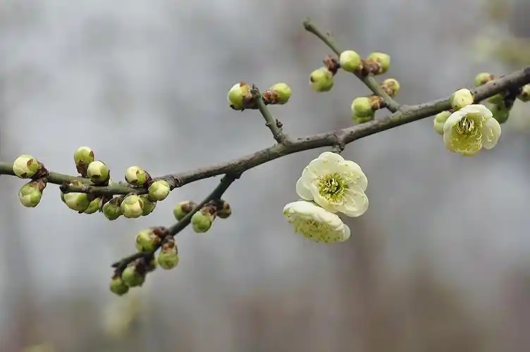 素雅芳香的金钱绿萼梅