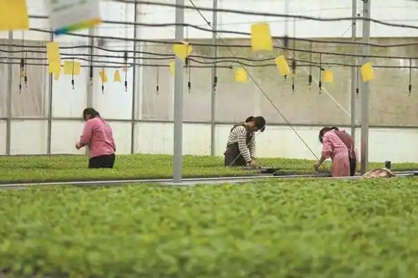 韶关翁源开足马力"工厂化"种苗繁育 全力备战春耕|水稻|蔬菜|种植