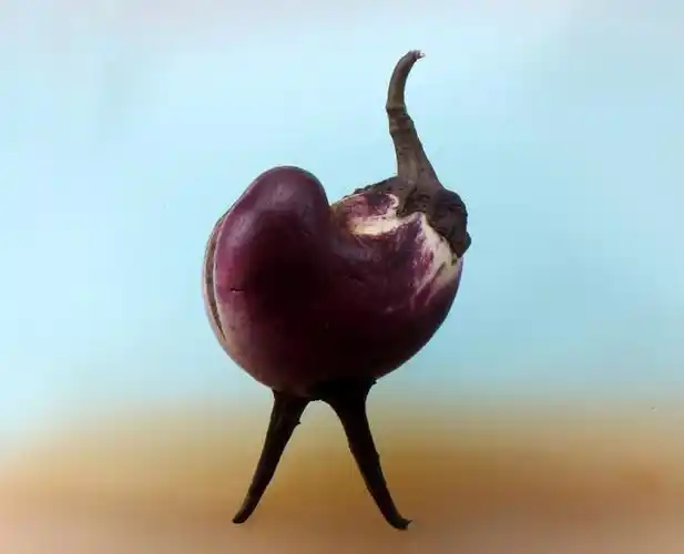 创意茄子驼鸟