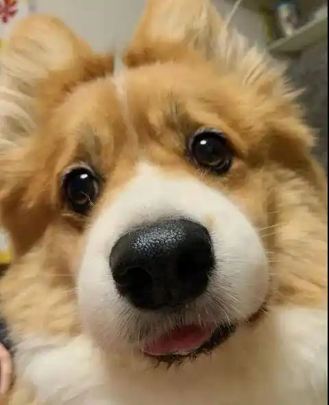 来一波狗狗吐舌卖萌的表情包