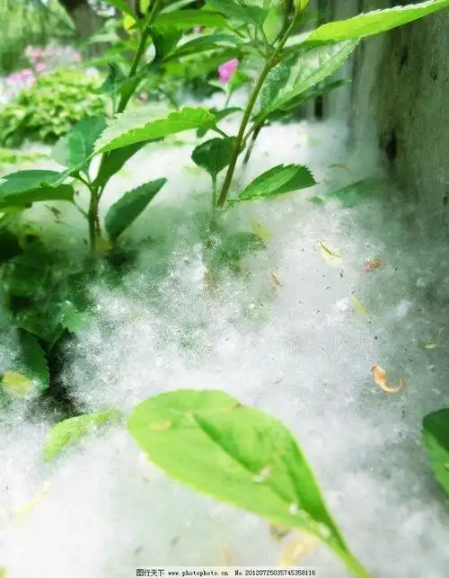 柳絮飘飞 - 美篇