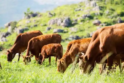 短短2个月开了13家杭城这家店为什么这么牛