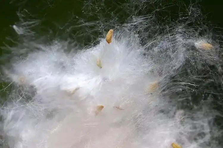 也就是说,它分雄树和雌树, 会飘絮的只有雌树.