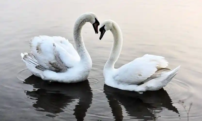 北龙湖湿地公园天鹅之恋_摄影_爱好者_天一