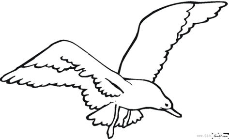 海鸥图片简笔画 海边海鸥图片简笔画