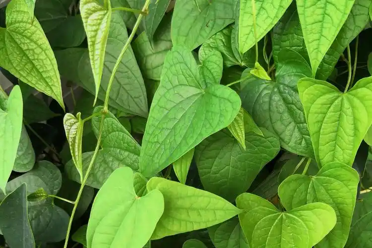 野生淮山的作用可不少哦