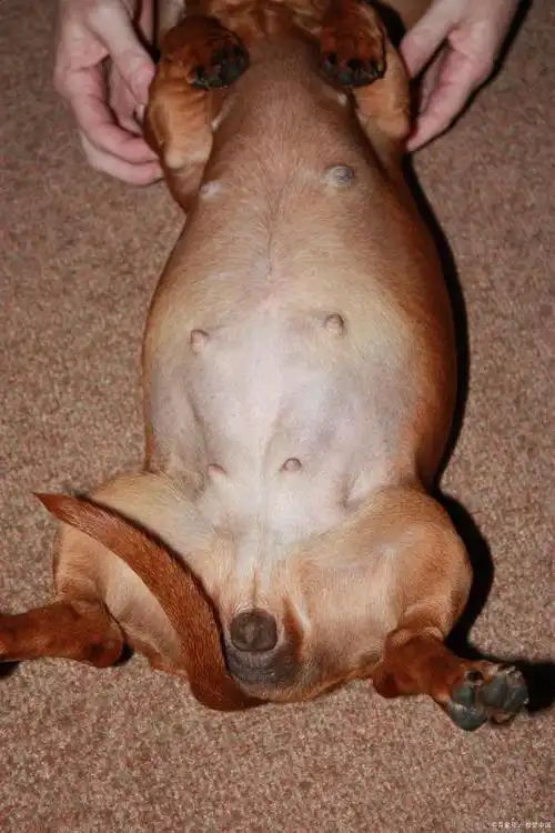 狗狗是否怀孕?如何判断?最简单的五个办法!