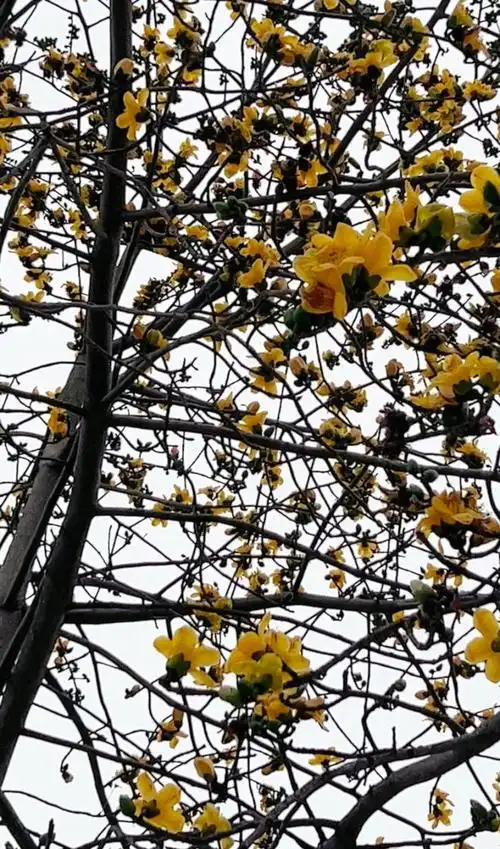 漂亮!澄海这里竟有黄色木棉花!!你见过吗?!|木棉树_