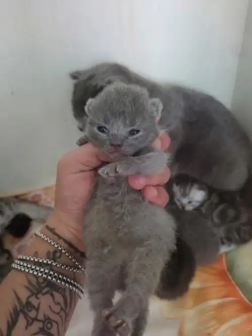 小蓝猫虎斑喜欢来看