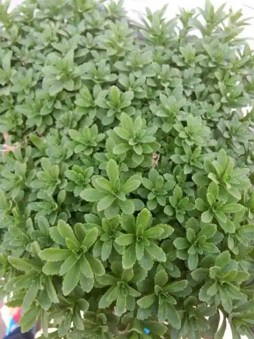 田七主要病害及防治药剂筛选,了解这些知识,就会获得较高产量!