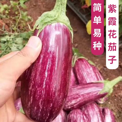 美国进口紫霞花茄子种子苗紫白条纹彩茄子种籽观赏食用春夏秋四季