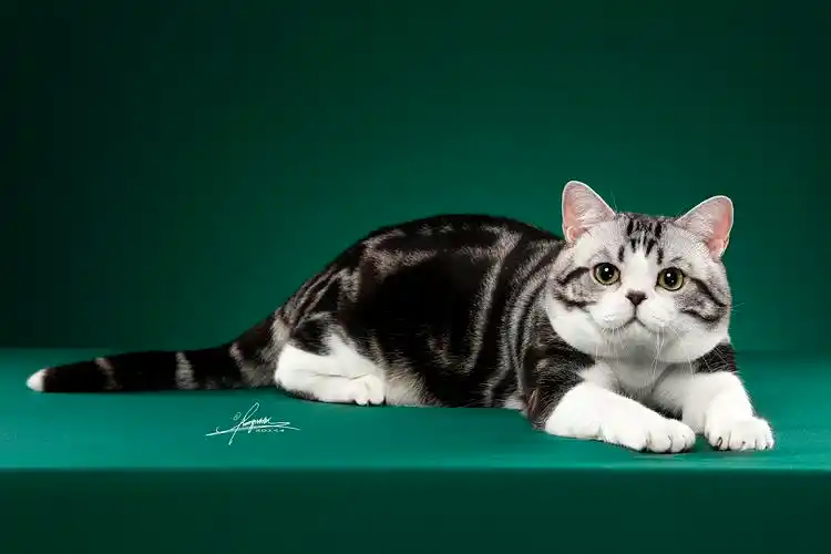 美国短毛猫amyworks,拍摄于上海|摄影|宠物摄影|amyworks赛猫摄影_原