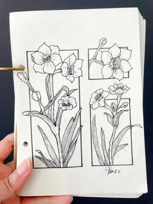 钢笔画水仙花步骤细节图