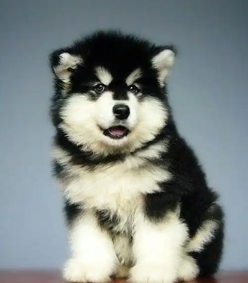 雪橇萌犬,阿拉斯加