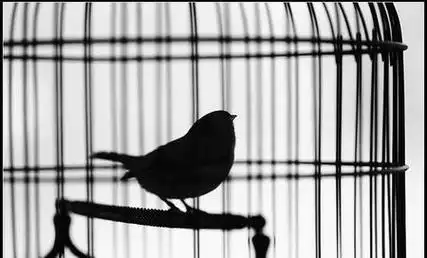 本来就是笼中鸟金丝雀,韩国女明星在被任意玩弄的情况下还得去赚钱[困