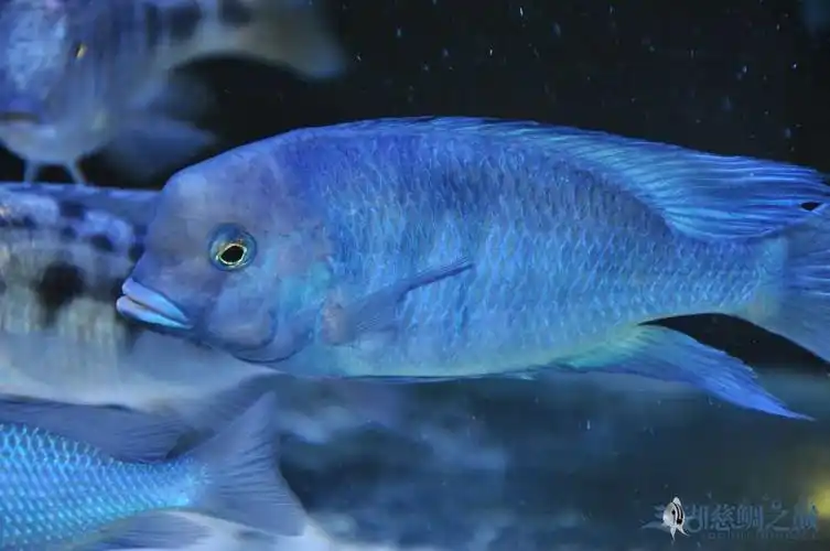 蓝茉莉 - 三湖慈鲷玩家 - 龙巅三湖慈鲷