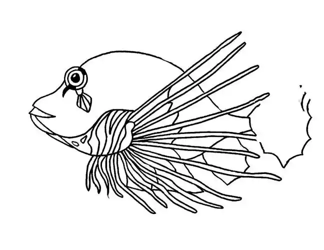 师院附小美术课堂(十六)线描狮子鱼