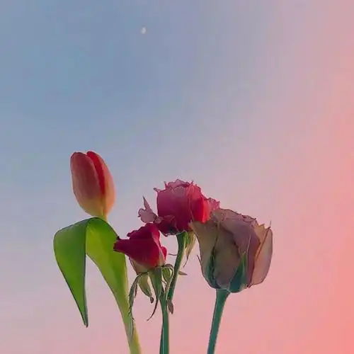 正能量唯美温柔句子,朋友圈一句话说说2020