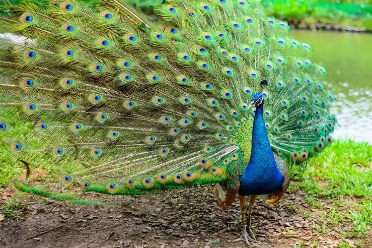 孔雀图片大全(印度国鸟蓝孔雀) - 赤虎壹号