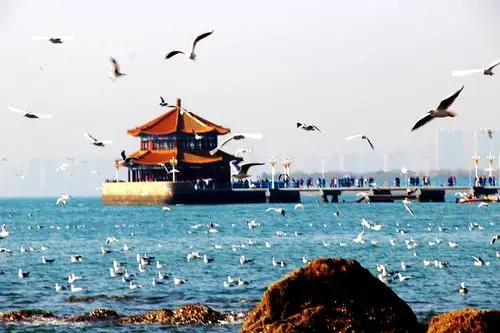 青岛栈桥☆海鸥☆游客☆还有我