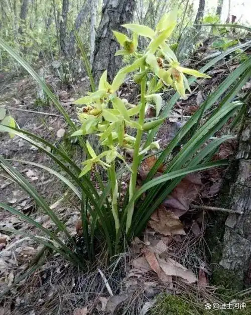 罗田兰花草,越长越清香