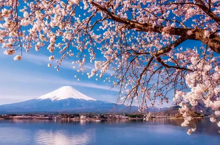 日本樱花到底有多惊艳日本樱花的