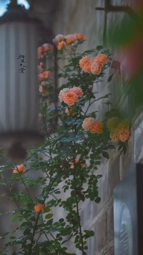 关于花花草草 手机壁纸 背景图 头像